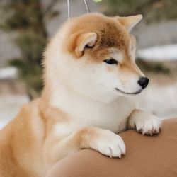 picture of dog