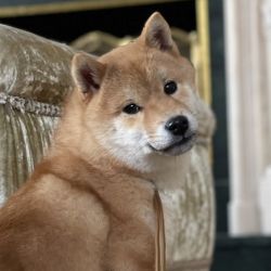 picture of dog