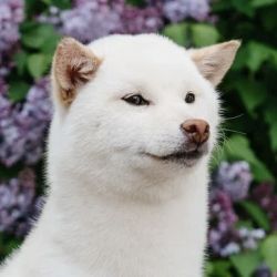 picture of dog