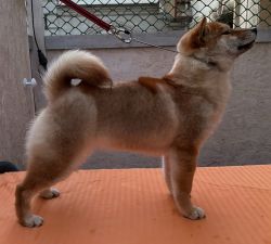 picture of dog