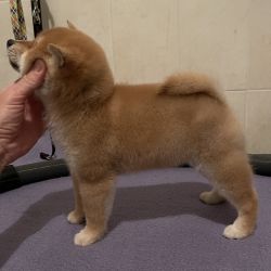 picture of dog