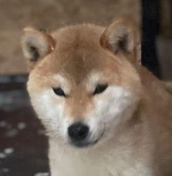 picture of dog