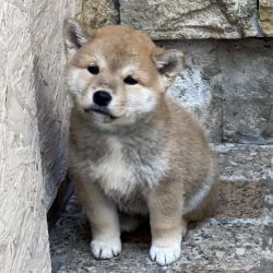 picture of dog