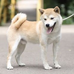 picture of dog