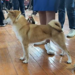 picture of dog