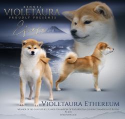 picture of dog