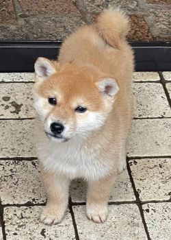 picture of dog