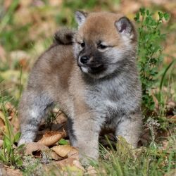 picture of dog