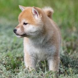picture of dog