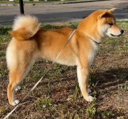 picture of dog