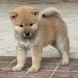 picture of dog