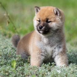 picture of dog