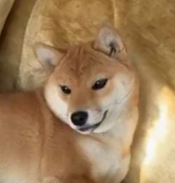 picture of dog