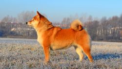 picture of dog
