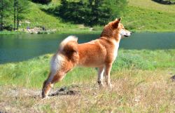 picture of dog