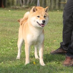 picture of dog