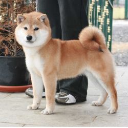 picture of dog