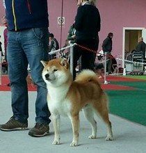 picture of dog