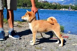 picture of dog
