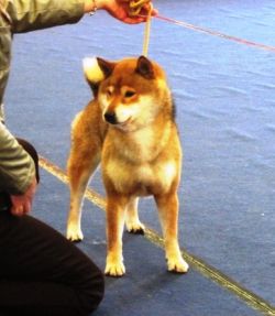 picture of dog