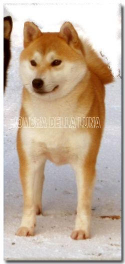picture of dog