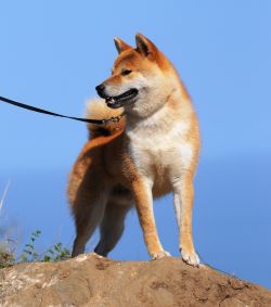 picture of dog