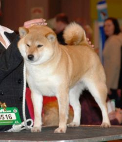 picture of dog
