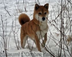 picture of dog