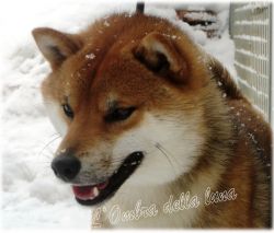 picture of dog