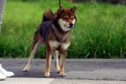 picture of dog