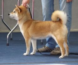picture of dog