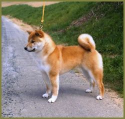 picture of dog