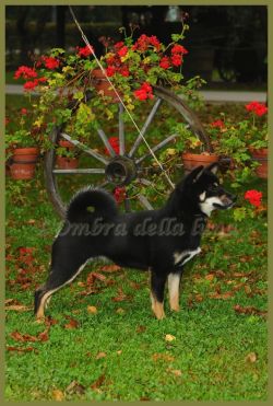 picture of dog