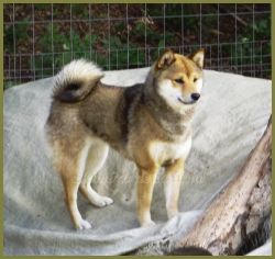 picture of dog