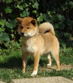 picture of dog