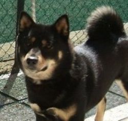 picture of dog