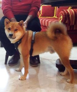 picture of dog