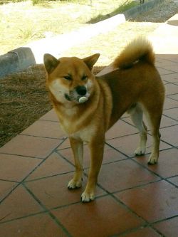picture of dog