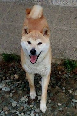 picture of dog