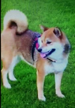 picture of dog