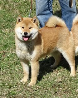 picture of dog