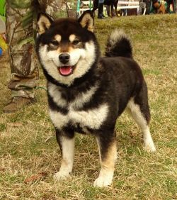 picture of dog
