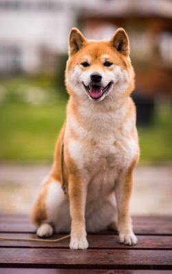 picture of dog