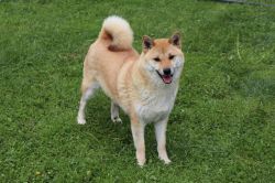 picture of dog