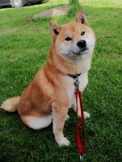picture of dog