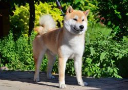 picture of dog