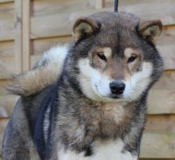 picture of dog