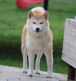 picture of dog