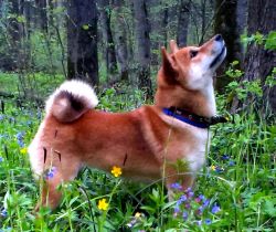 picture of dog