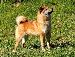 picture of dog